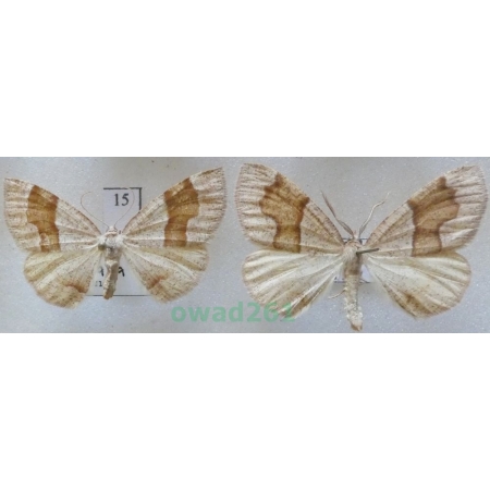 Plagodis pulveraria (Linnaeus, 1758) pair Czech15